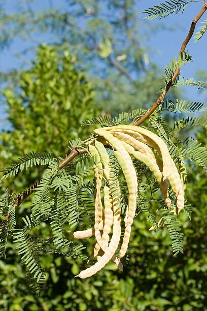 15 Honey Mesquite Tree seeds (Freshly Harvested and shelled from pods)