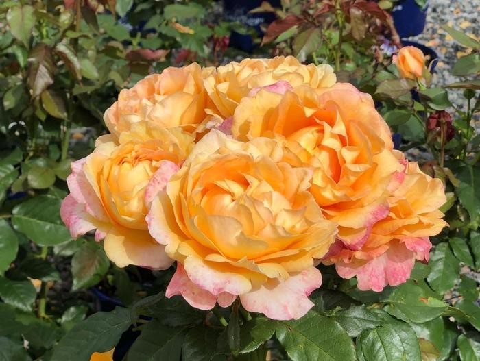 Maui Sunrise Rose Hybrid Tea Exceptionally Fragrant Striking Huge Blooms!!!