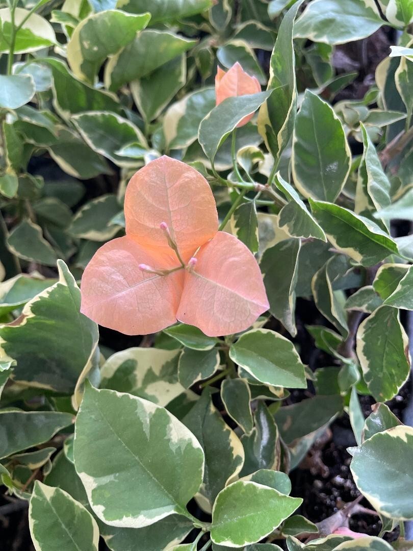 *Bambino Orange/Peach** Live VARIEGATED Bougainvillea starter/plug plant*
