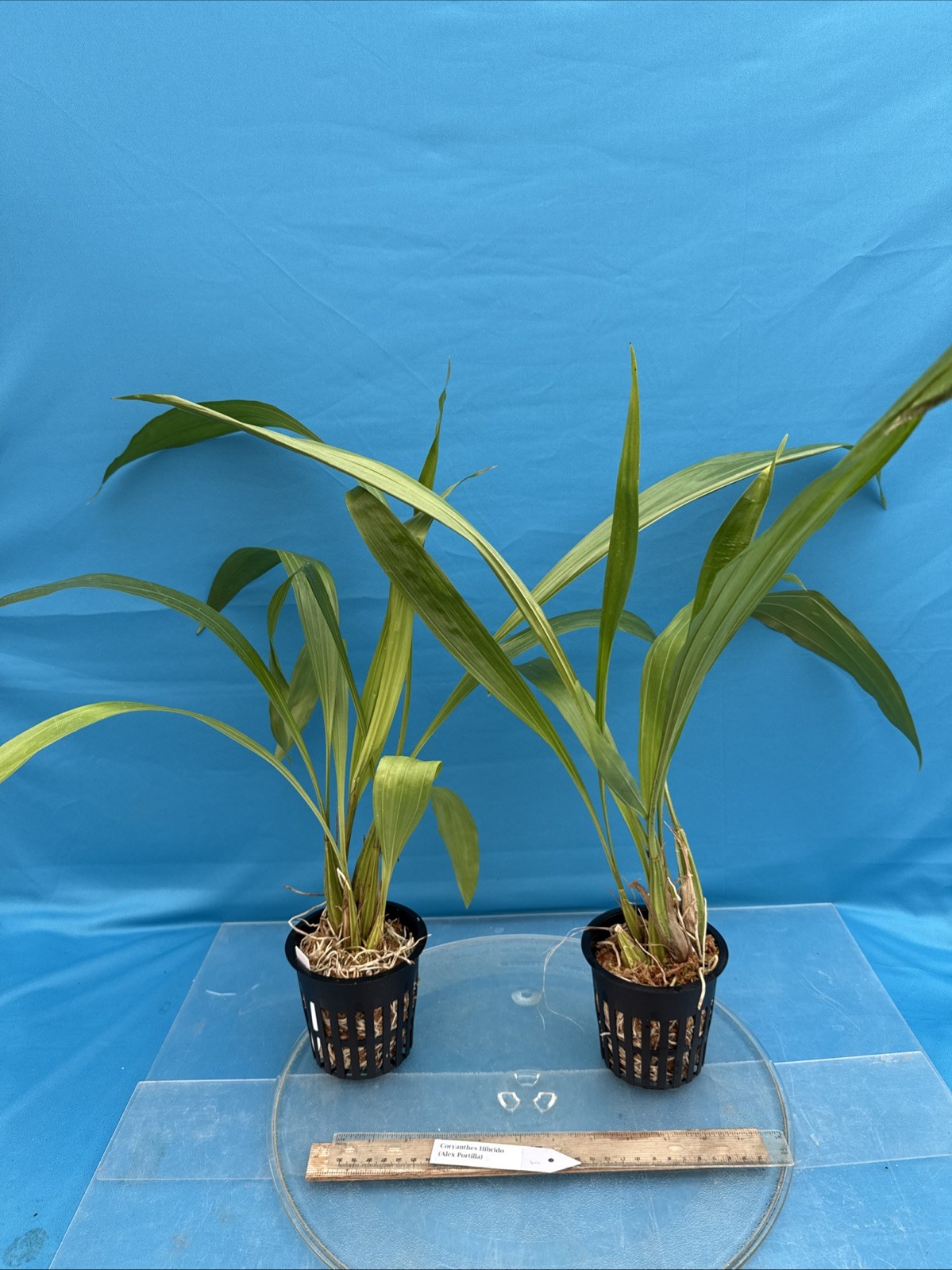 Coryanthes Alex Portilla (speciosa x bergoldii) Fragrant Pendulous Orchid 4” Pot