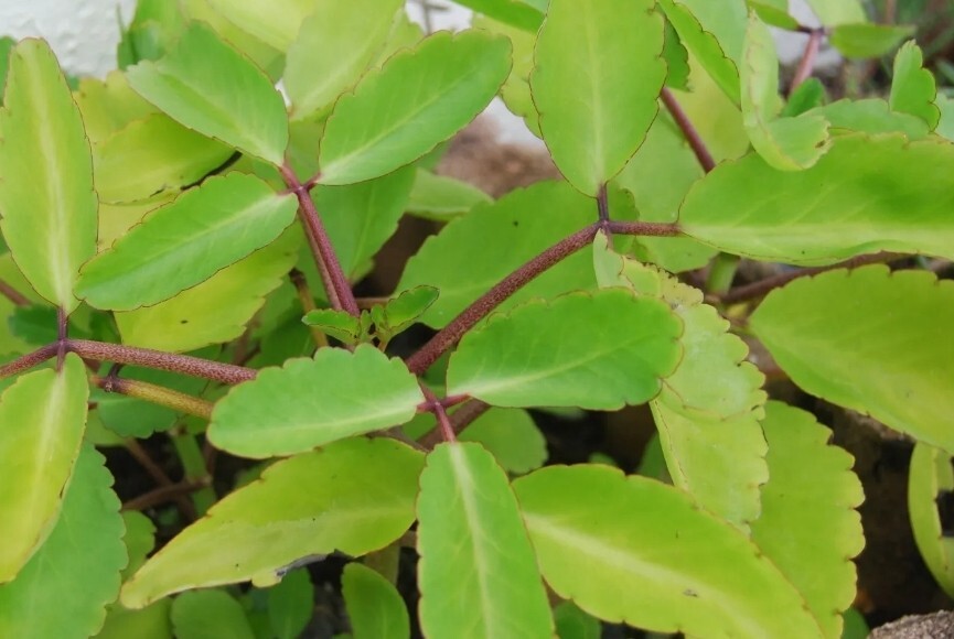 RARE KALANCHOE PINNATA miracle leaf air plants Bryophyllum Pinnatum 4″ plant