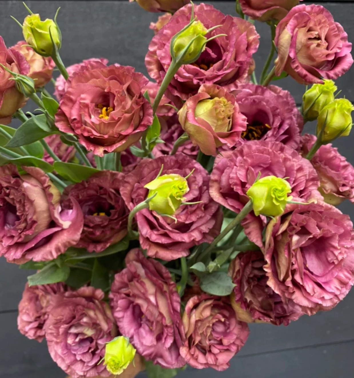 Lisianthus Live Plant, Healthy Potted Lisianthus, Long-Lasting Flower 3-4″ Pot