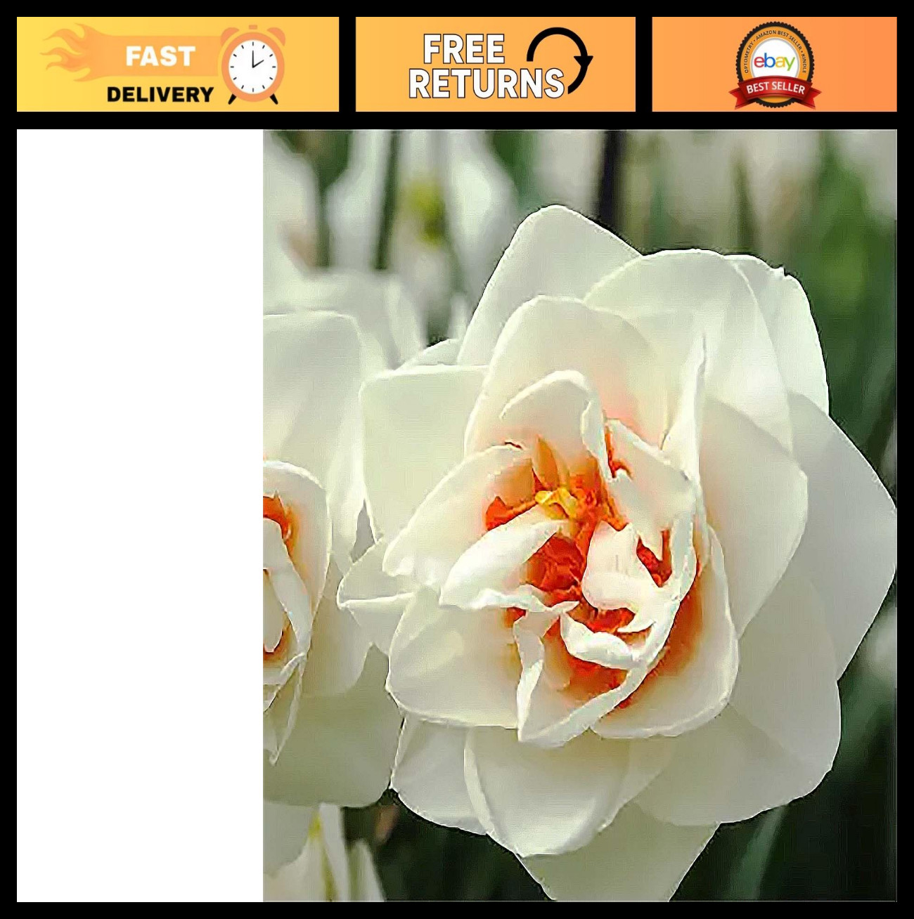 Double Daffodil Bulbs – 5 Flower Drift – White & Orange Center – Garden Planting