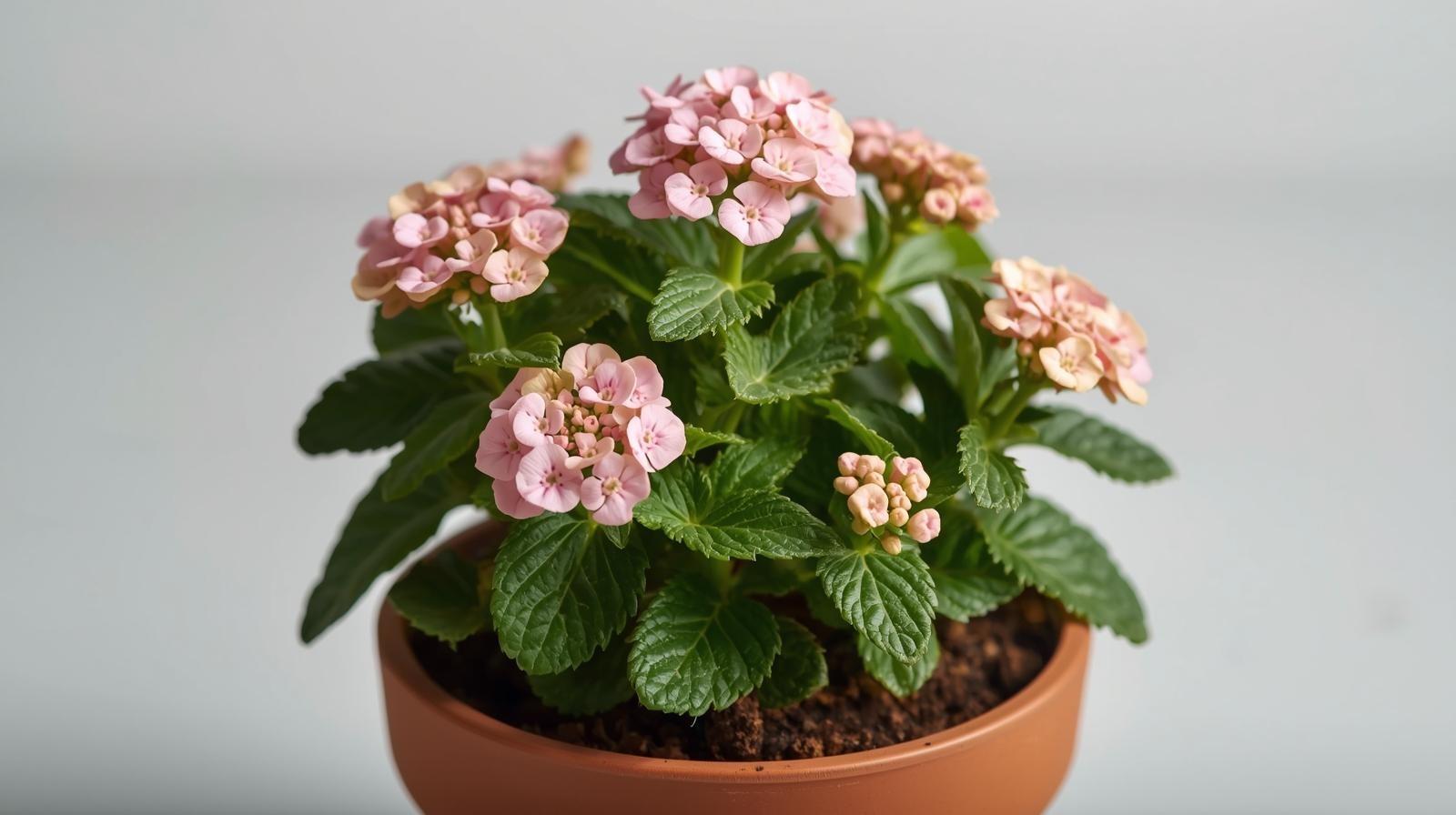 Lantana ‘Blush Pink’ (Rooted Starter Plant) BUY 2 GET 1 FREE
