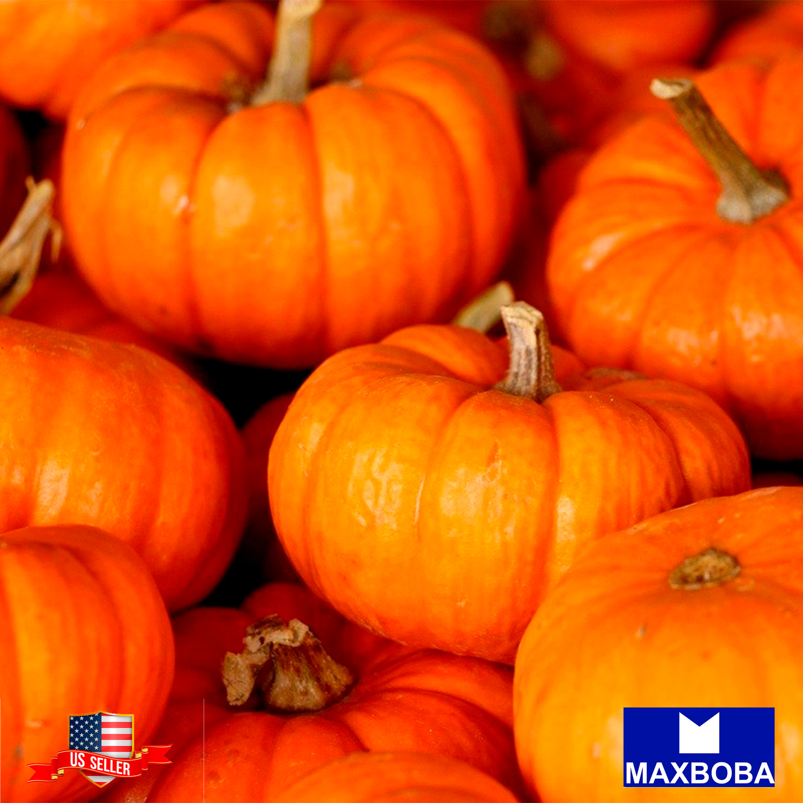 Pumpkin Seeds – Jack Be Little Non-GMO / Heirloom / Vegetable Garden Fresh