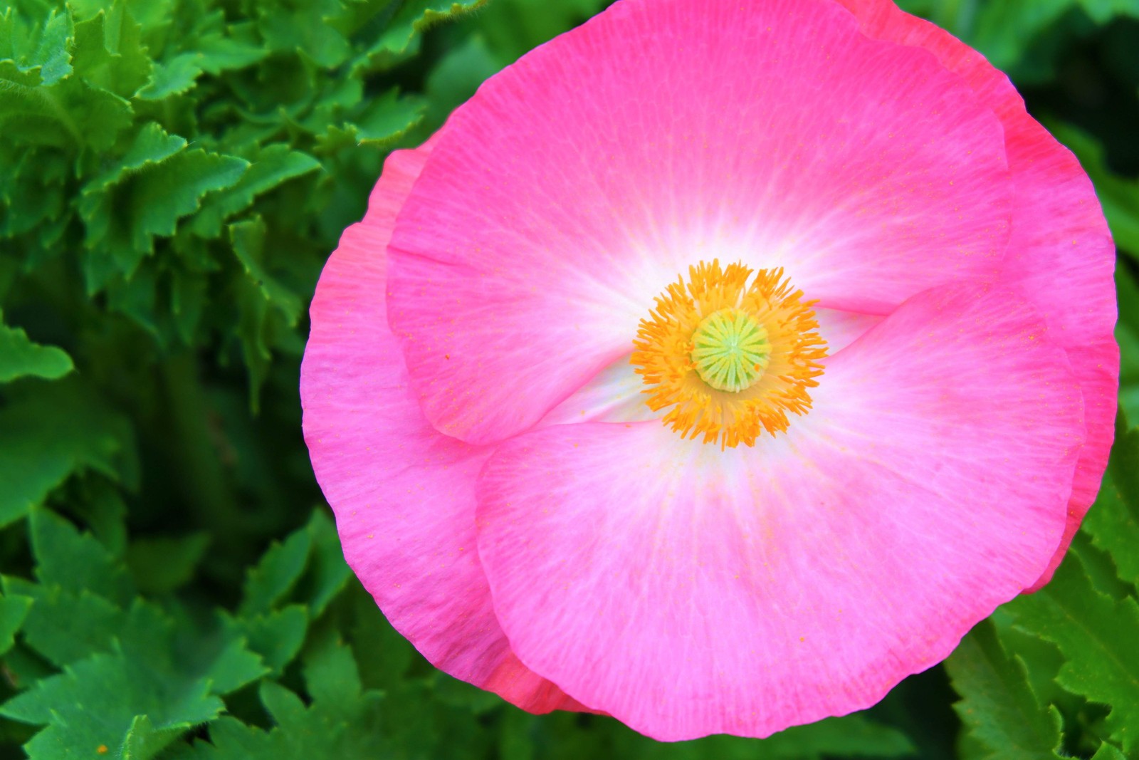 2000 MIXED Color SHIRLEY POPPY Corn Field Flanders ) Papaver Rhoeas Flower Seeds