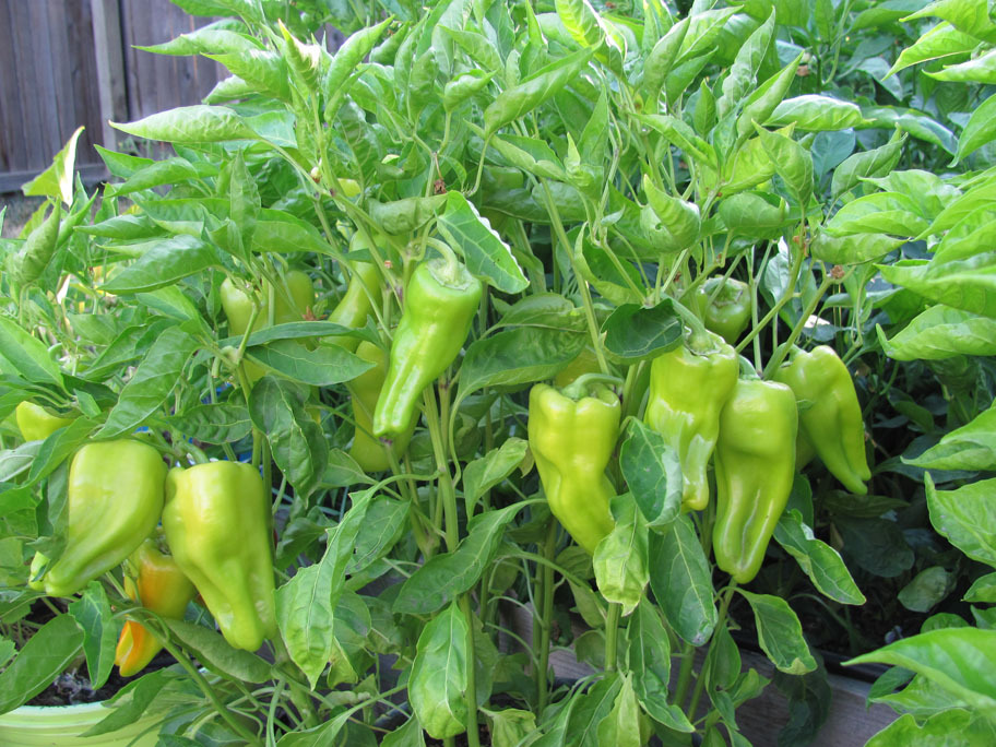 25 CUBANELLE SWEET PEPPER SEEDS ~ heirloomseedguy ~ 2026 ~ NON-GMO