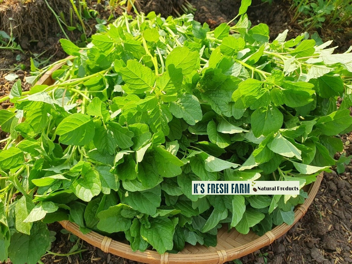 Red/Green/Garnet/Rice Spinach Amaranth Seeds-Hạt Giống Rau Dền Đỏ/Xanh/BaMàu/Cơm