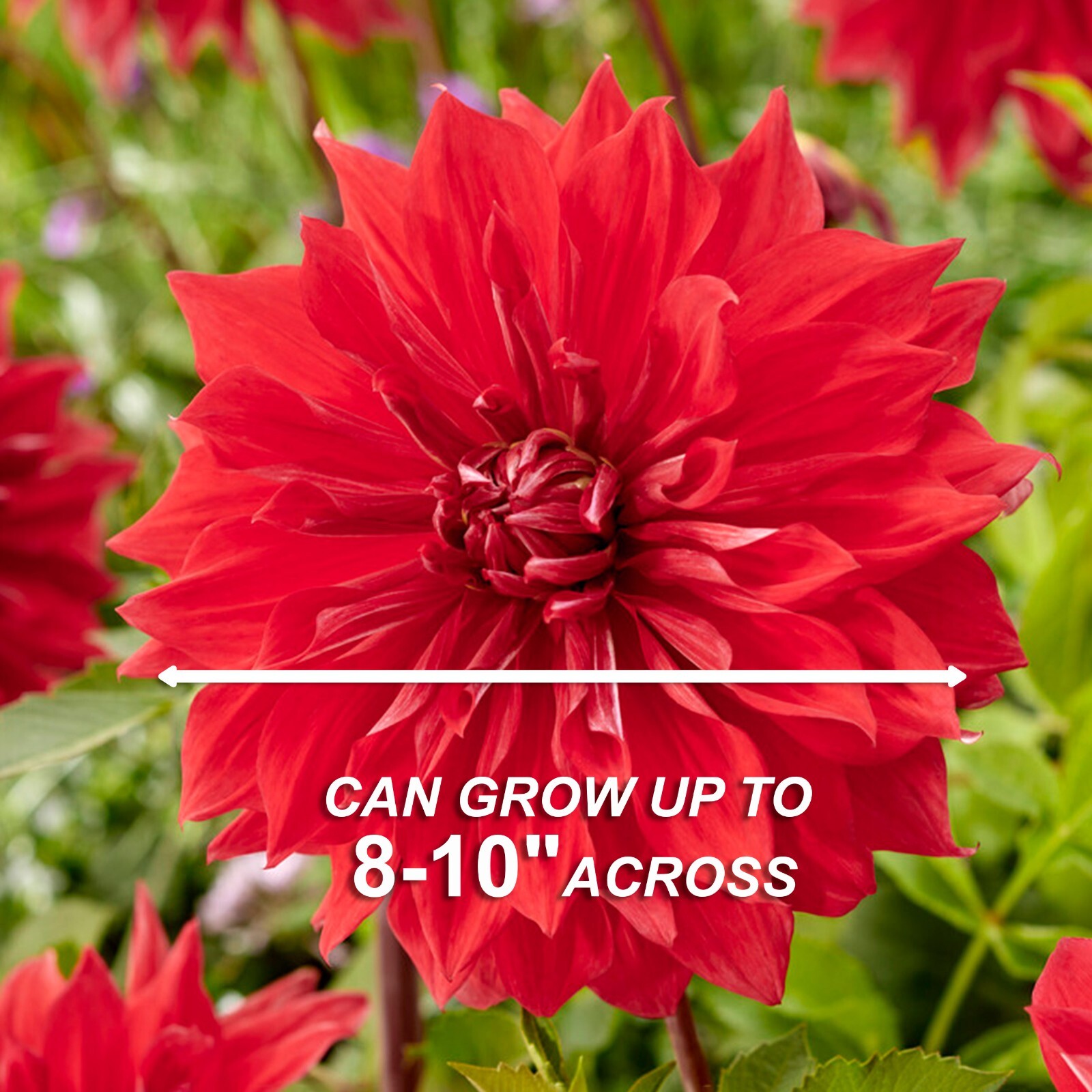 Garden State Bulb Dinnerplate Dahlia Mixed Flower Bulbs, Bare Root Tubers