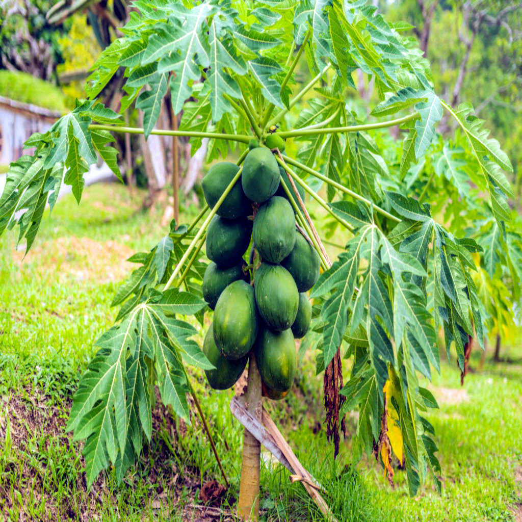 20 “DWARF SOLO WAIMANALO TREE SEEDS” (Carica Papaya) Fast Fruit Houseplant