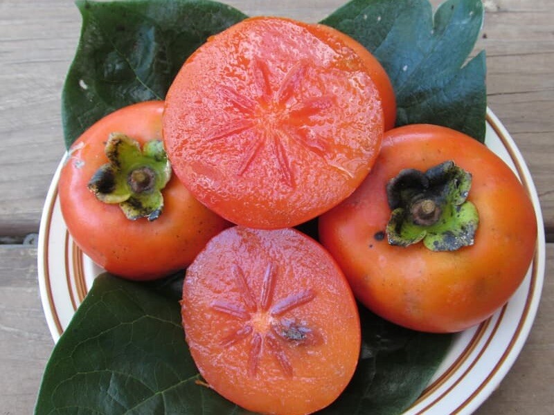 Persimmon Nikita’s Gift grafted tree (Diospyros virginiana x kaki) plant