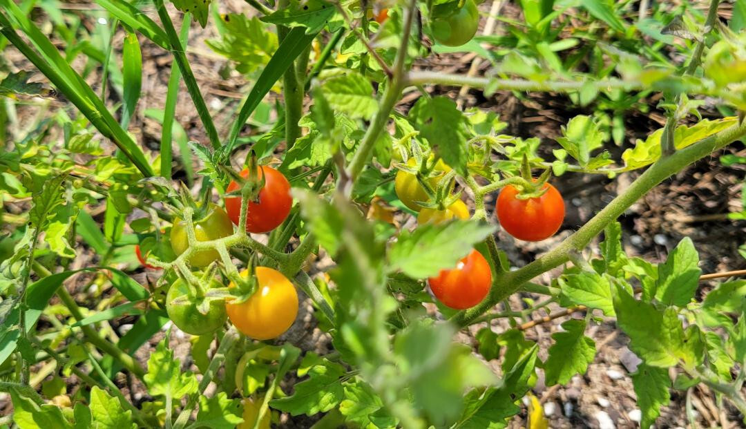 Matt’s Wild Tomato | 25 Seeds | Solanum Lycopersicum | Cherry Tomato | Flavor