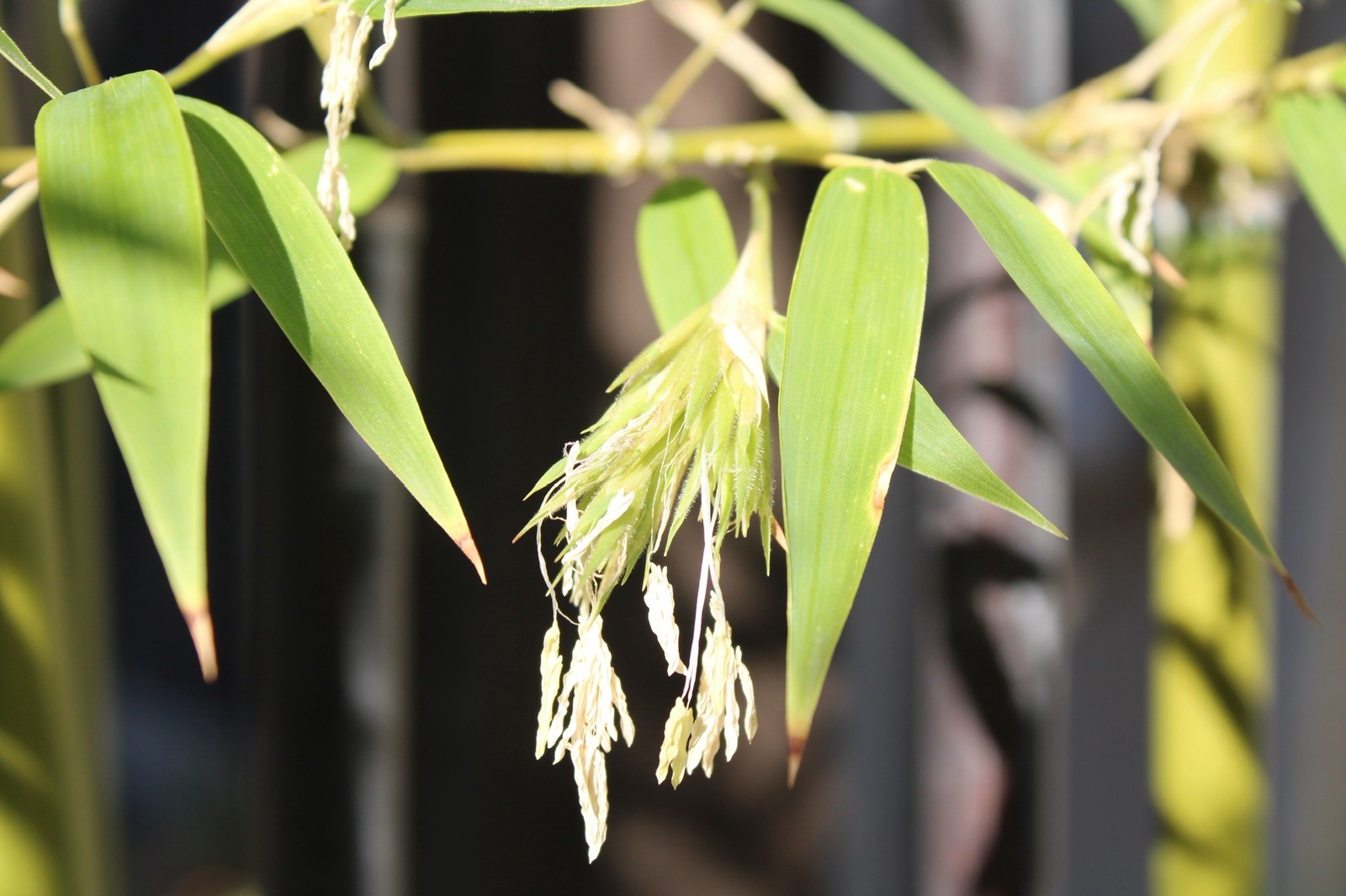 50 Black bamboo seeds – Phyllostachys nigra. USA seller.