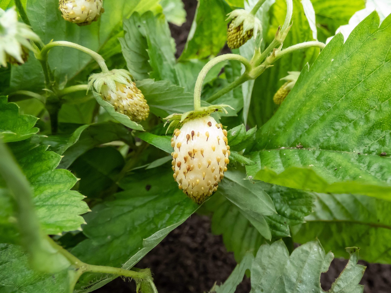 20 ‘ PINEAPPLE CRUSH ‘ STRAWBERRY Everbearing Fragaria Vesca Alpine White Yellow
