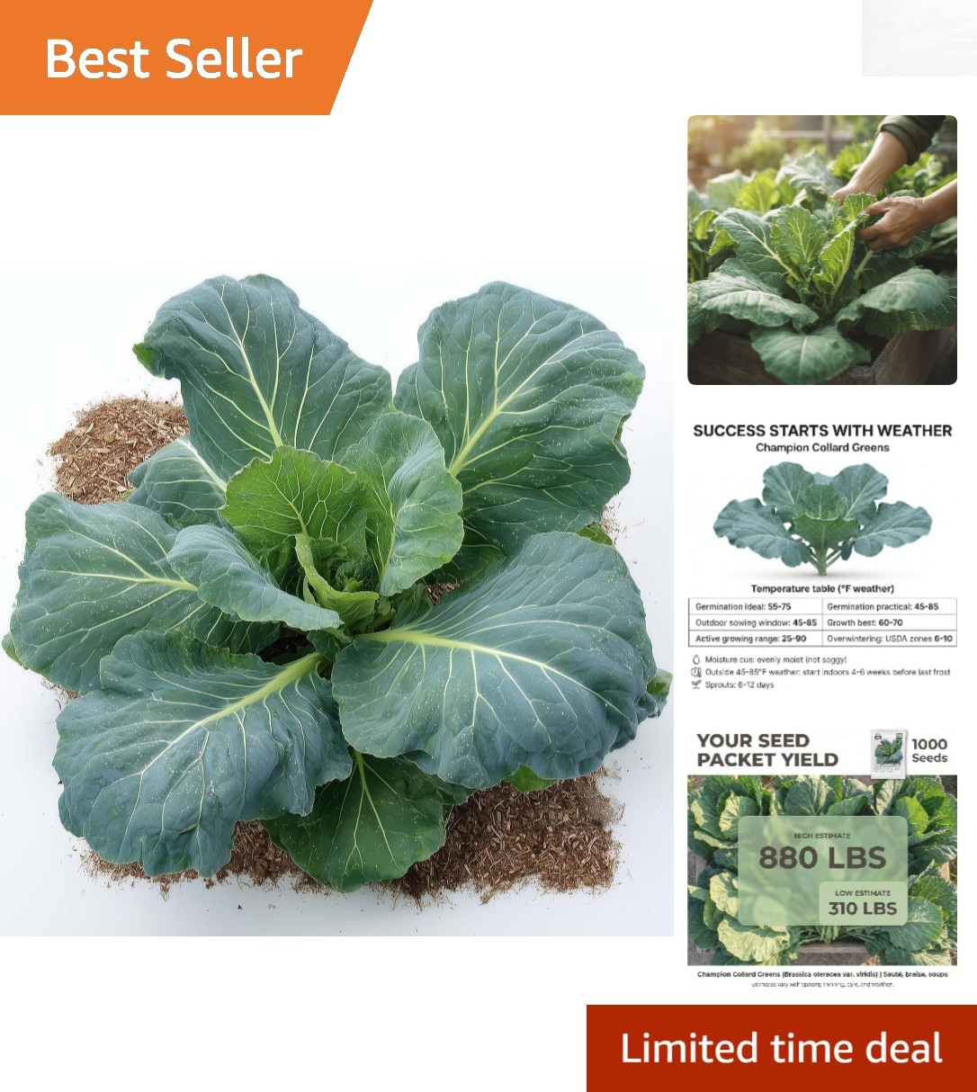 1000+ Non-GMO Champion Collard Greens Seeds – Slow Bolting for Easy Harvesting