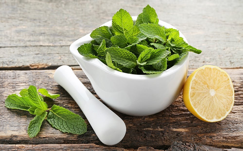 Lemon Balm Seeds | Herb Garden Vegetable Non GMO Basil Citrus Tea Mint Seed 2024