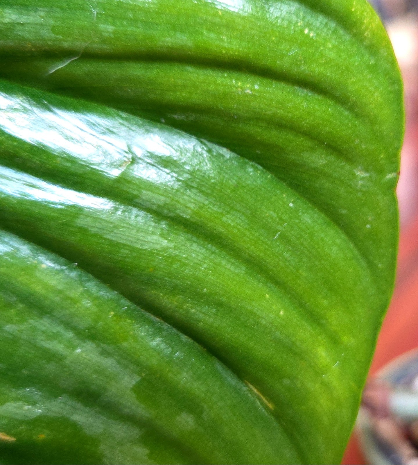 Rare Philodendron Sodiroi Aff X Verrucosum 21″ Tall Not Monstera Anthurium Aroid