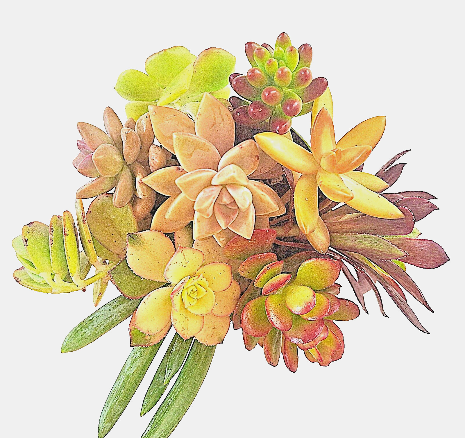 10 Healthy Fresh Colorful Succulent Cuttings, 10 Varieties