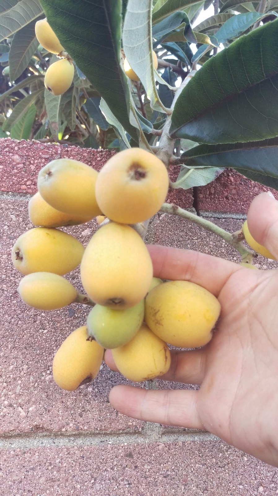 Loquat (Big jim seedling) Tropical Fruit Tree