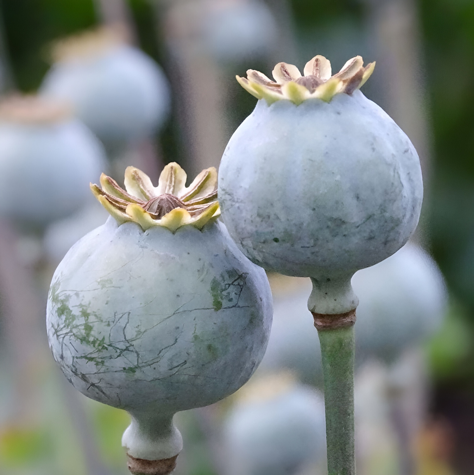 85,000 – 1 Ounce | Lauren’s Grape P. Somniferum Poppy Seeds – Fresh Bulk Seeds