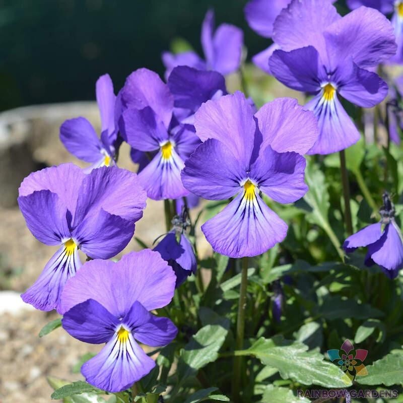 200+ Corsican Violet Pansy (Viola) Seeds for Garden – USA – FREE SHIPPING!