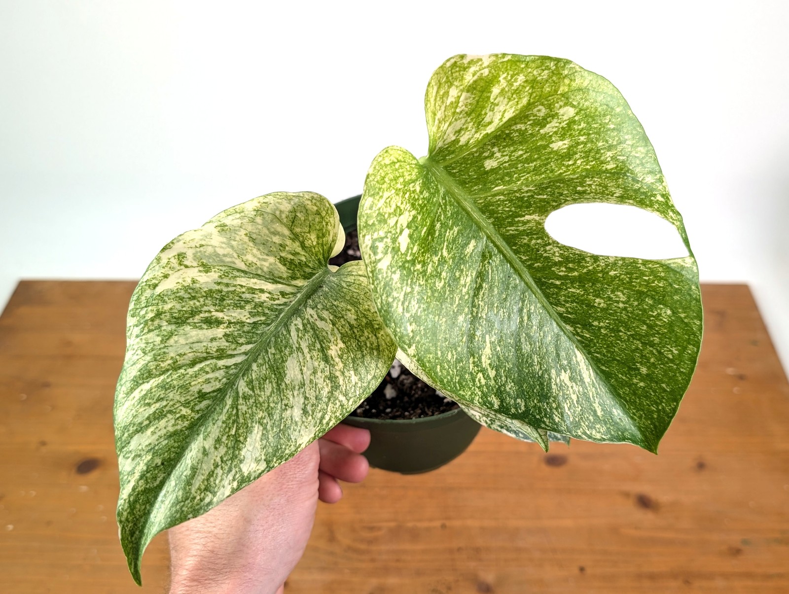 Monstera Mint