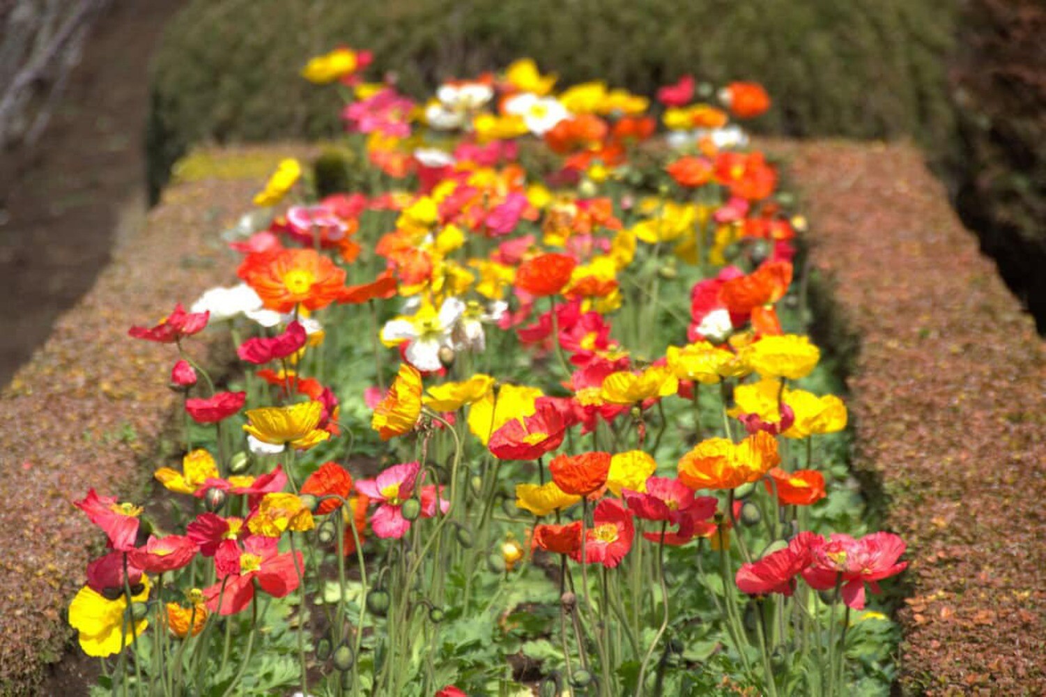 2000 MIXED Color SHIRLEY POPPY Corn Field Flanders ) Papaver Rhoeas Flower Seeds