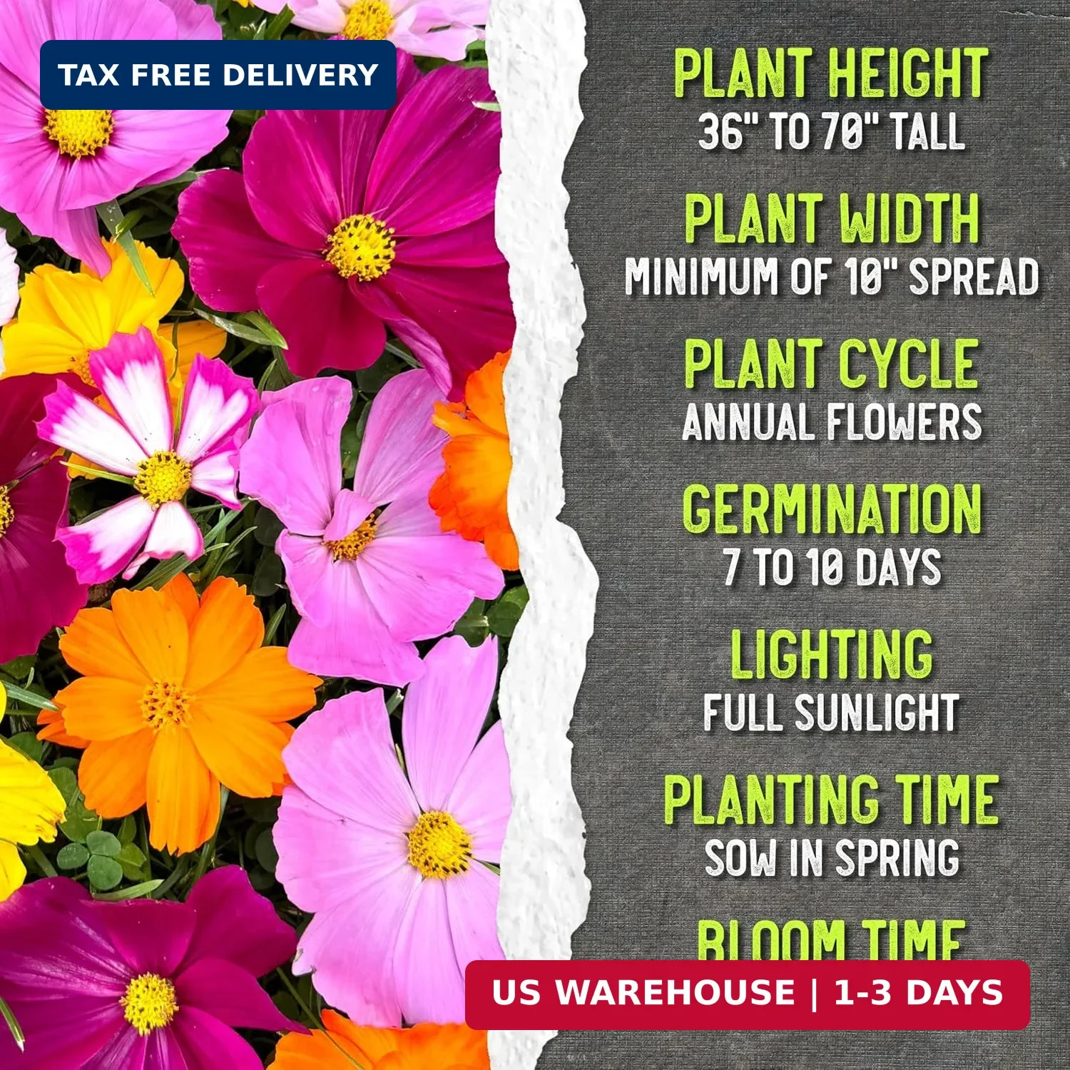 Seed Needs Flower Seeds Cosmos Crazy Blend No Filler 10+ Varieties Cosmos | Cosm