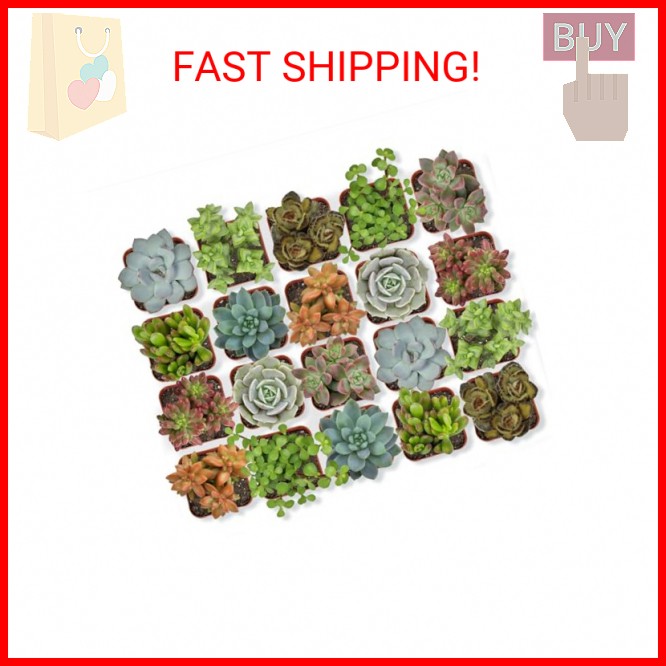 Altman Plants, Live Succulent Plants (20 Pack) Assorted Potted Succulents Plants