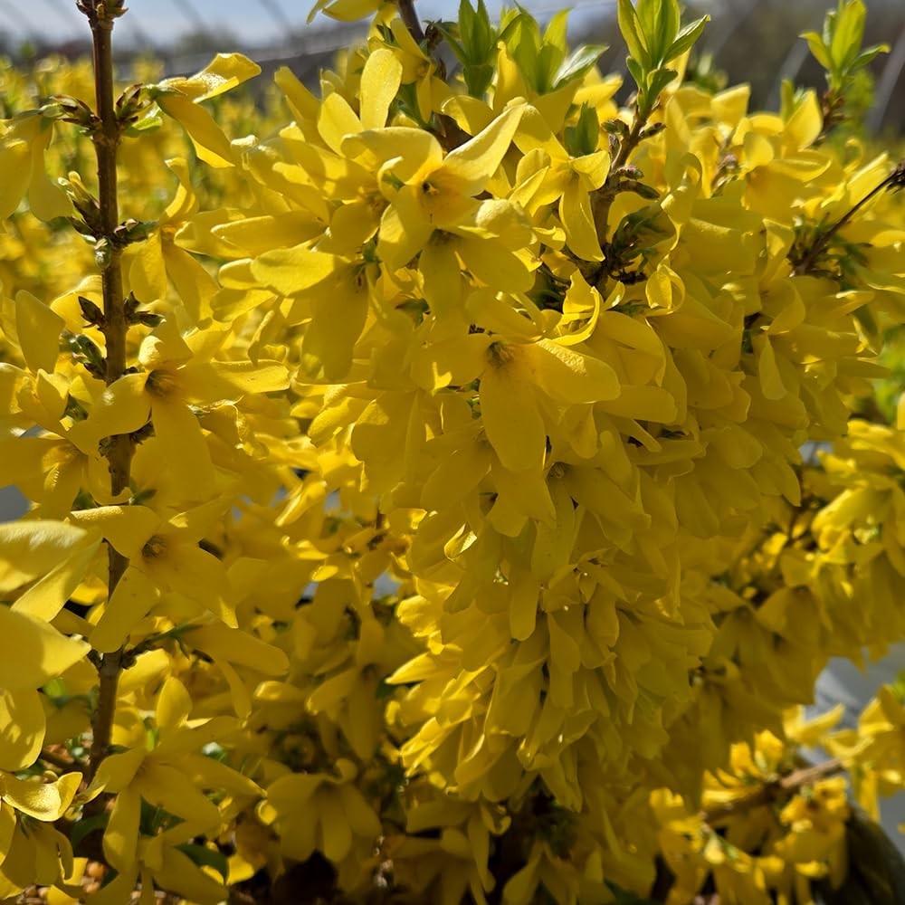Green Farms Live Plant From Green – Forsythia X Show