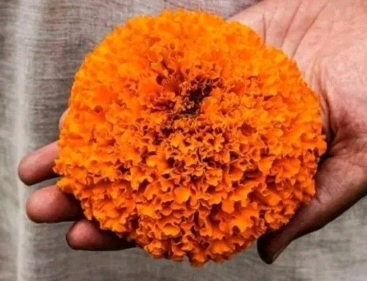 200 Giant Crackerjack Hawaii Marigold seeds