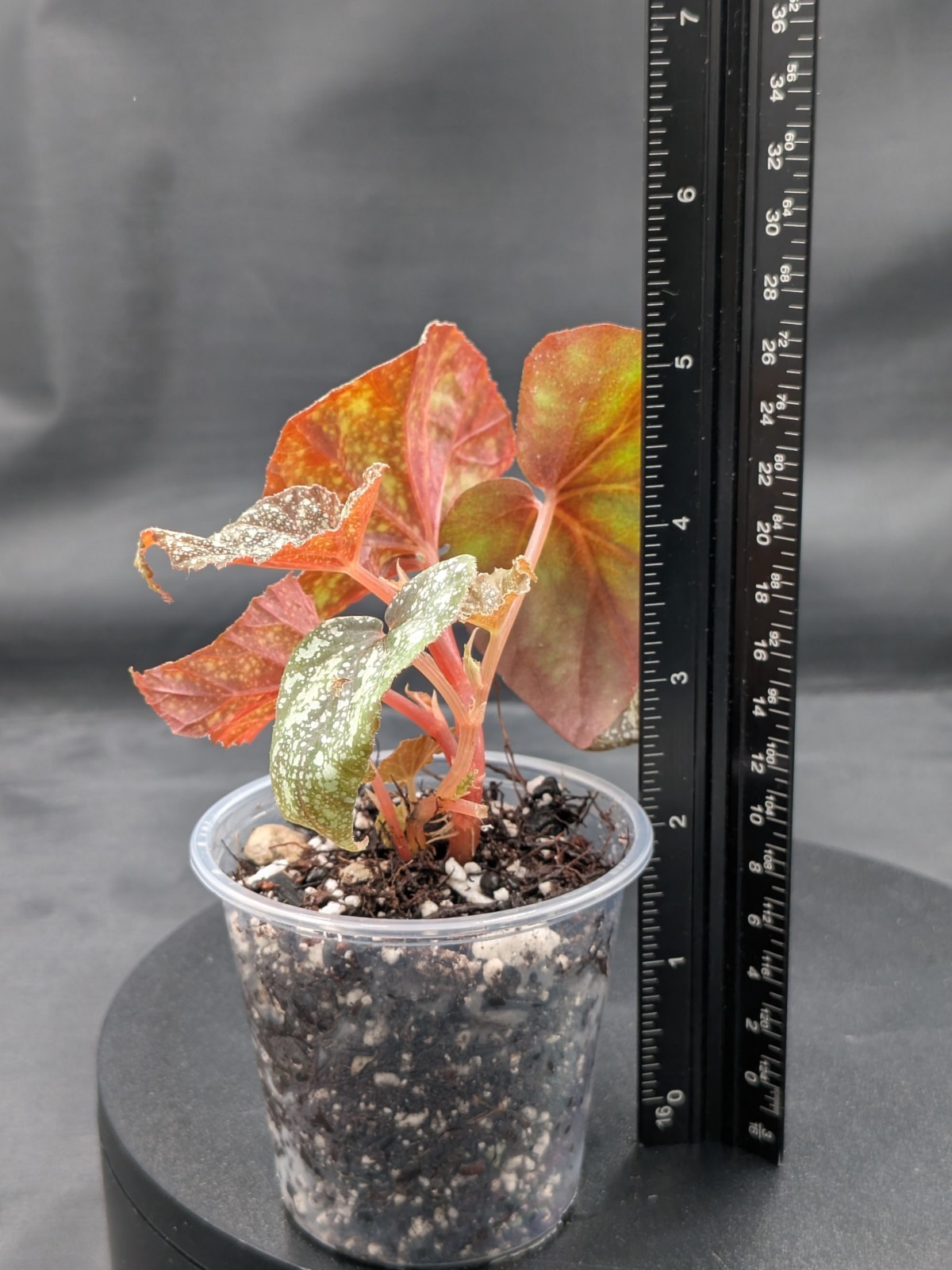 🪴Begonia ‘Moona’-Begonia curtisii ‘Galaxy’x begonia variabilis- Rooted Plant