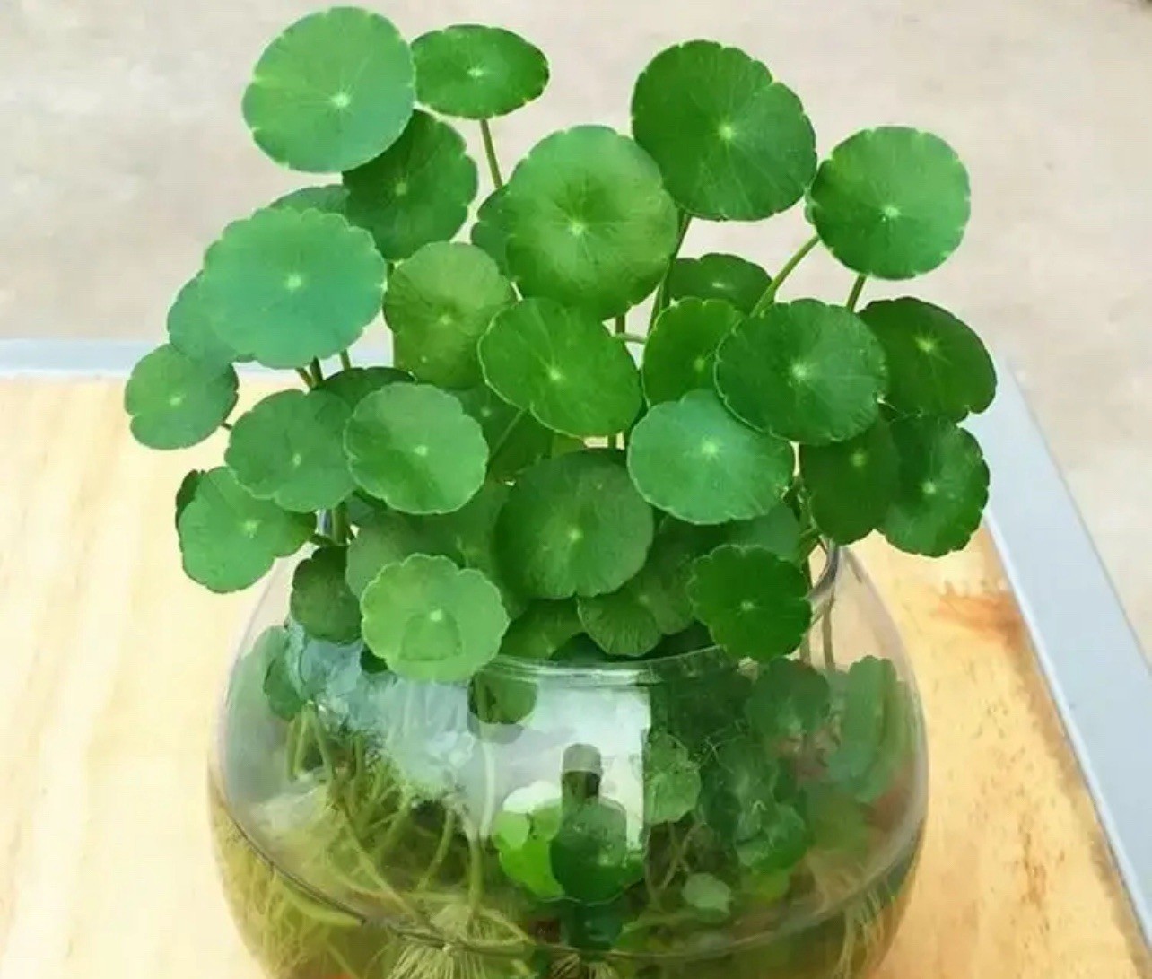 Brazilian Pennywort 10 Pcs Live Plants Aquarium Water Plant