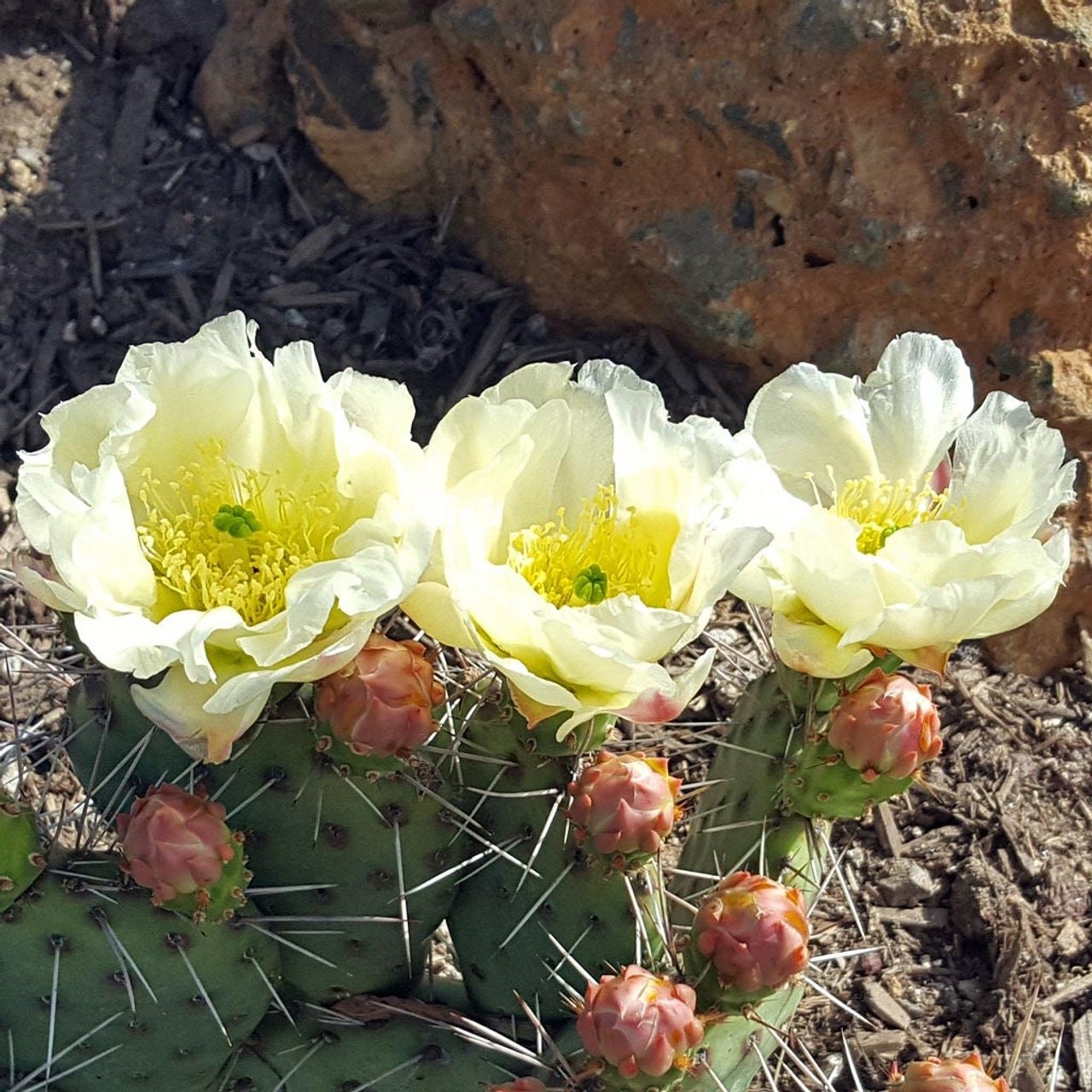 Prickly Pear Cactus ‘Snowball’ (O. polyacantha x rhodantha) HARDY