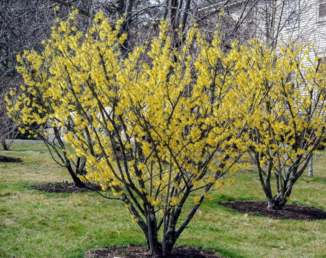 2 Witch Hazel Shrubs – 8-12″ Tall – Live Plants – 4″ Pots – Hamamelis virginiana