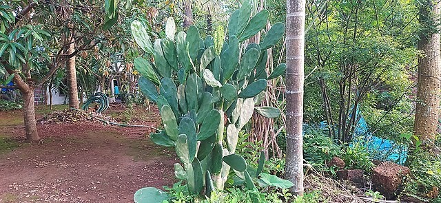 Opuntia ficus-indica | Cactus Pear | Prickly Pear Cactus | 10 Seeds