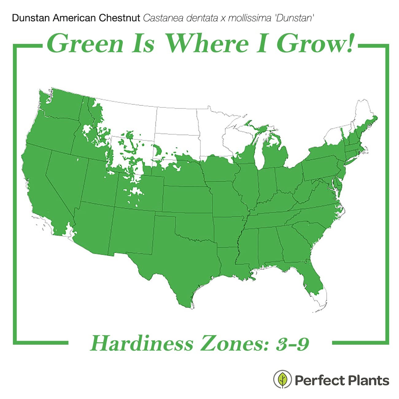 Perfect Plants American Hybrid Chestnut Tree 4-5 Feet Live Trees For Outdoor