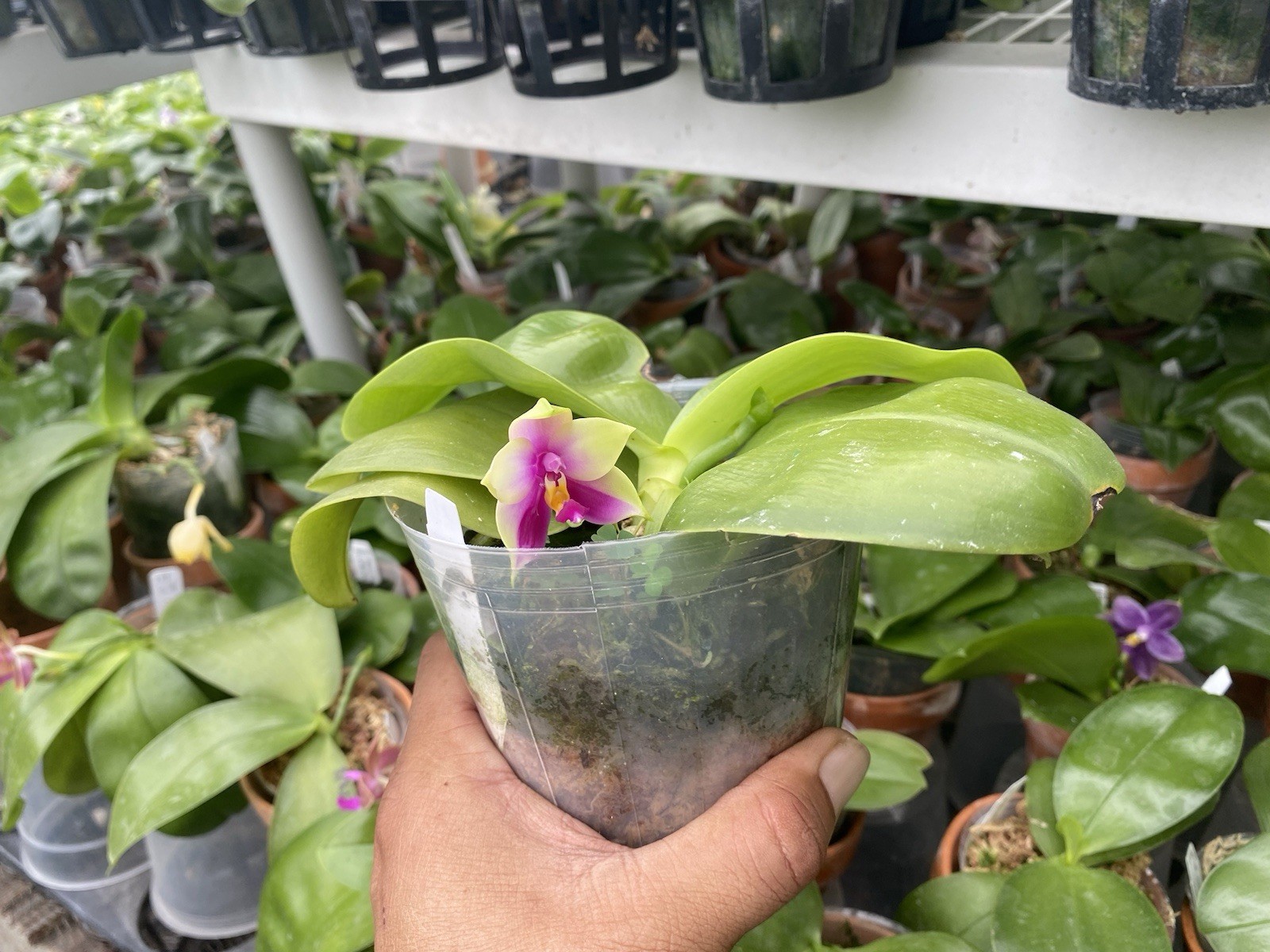 Original Phal Phalaenopsis species bellina-FRAGRANT