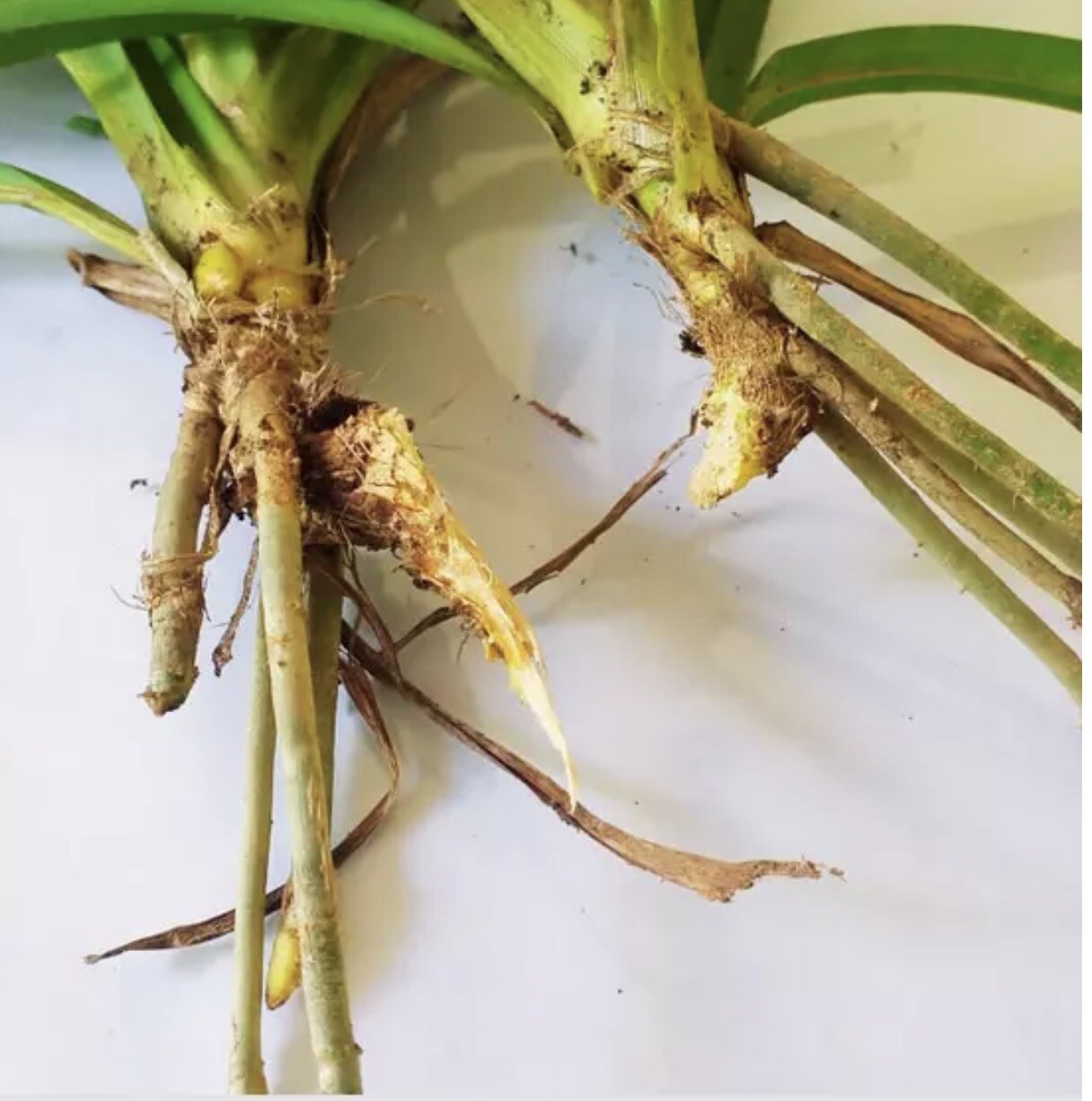 Pandanus amaryllifolius – Pandan leaf Live Plant Root