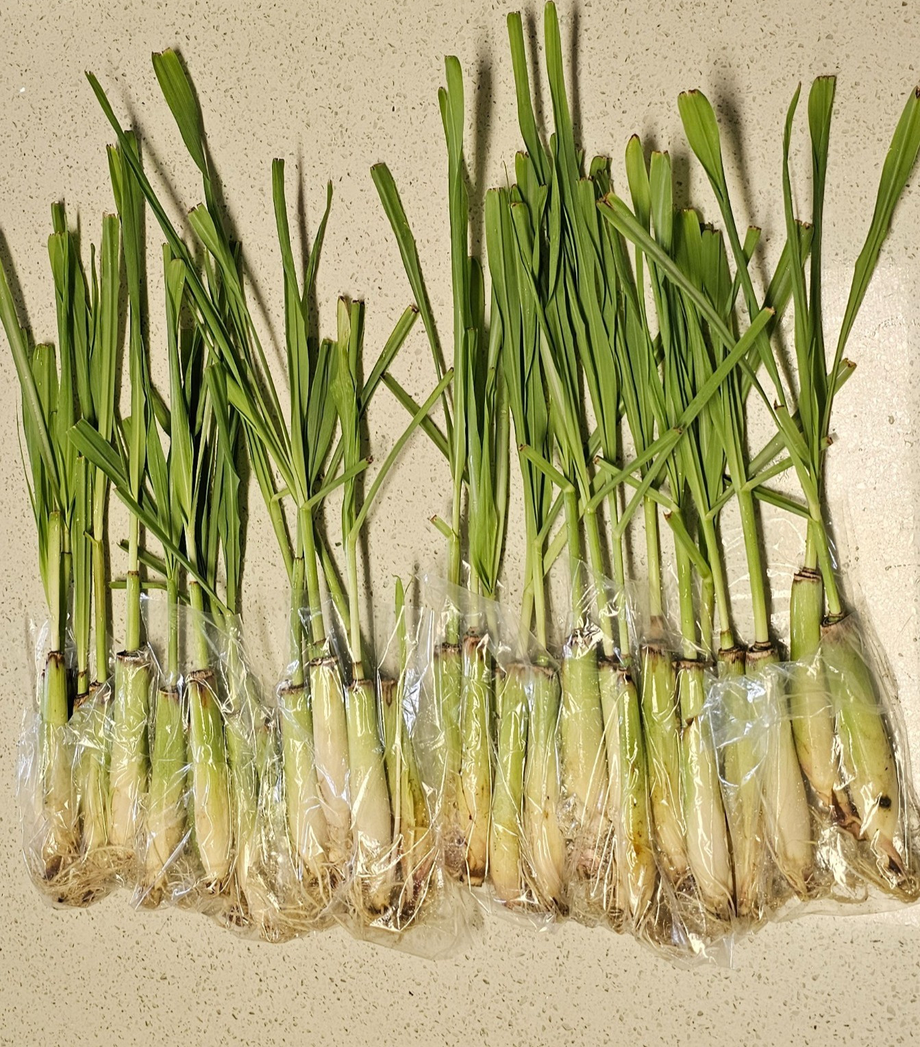 25 Live Lemongrass stalks USA grown, natural pest control safe for pets & kids