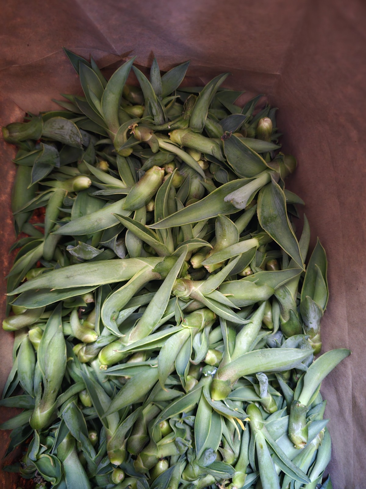Variegated Agave Desmettiana bubils, 2-4″ plant, 10 pack