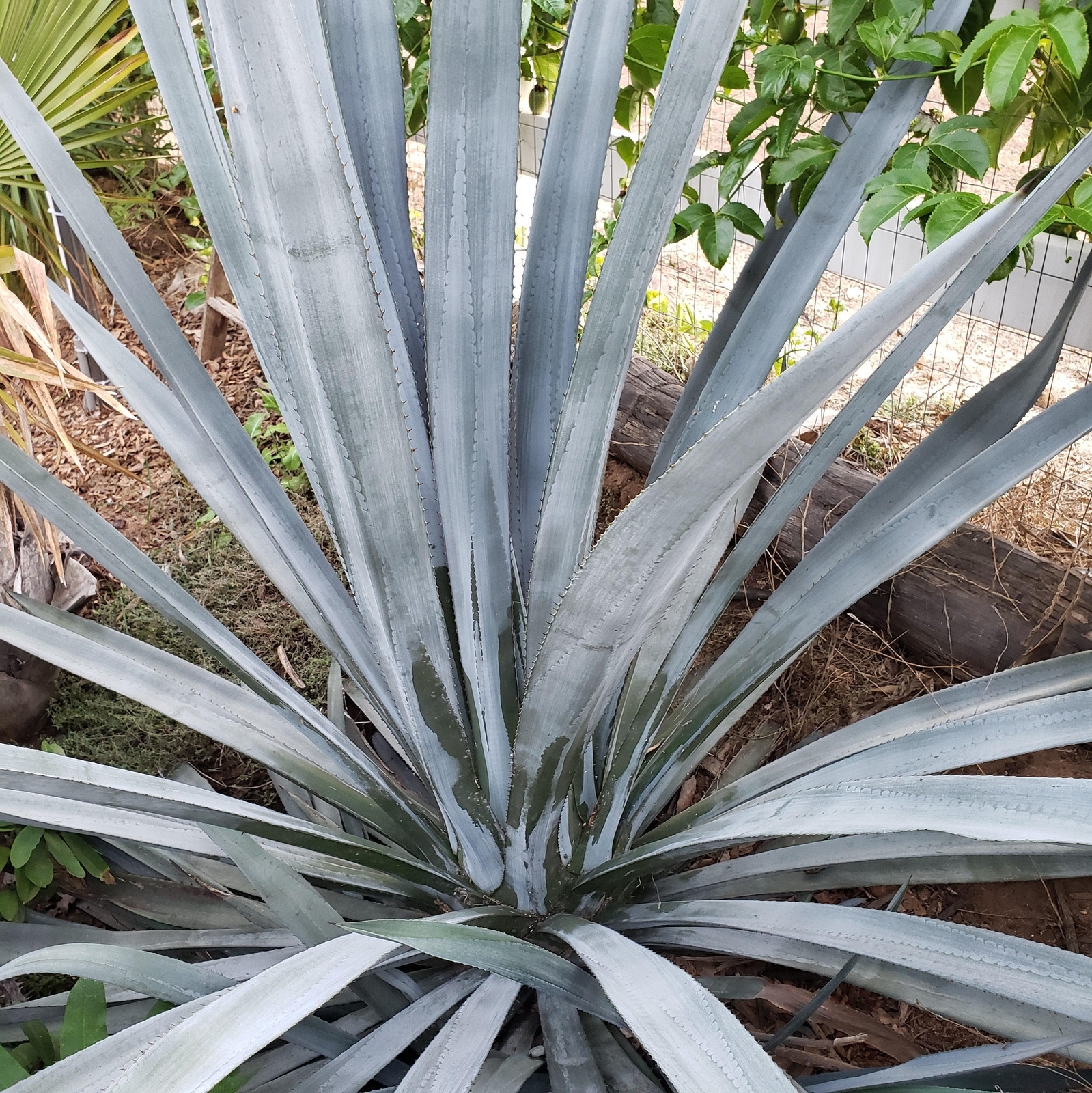 Blue agave – Agave Tequilana ‘Tequila Plant’ cactus Cacti Succulent real live pl