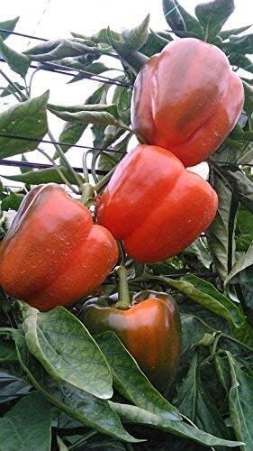 55+ California Wonder Bell Pepper BIG Heirloom Seeds NON-GMO Fresh Garden FAST