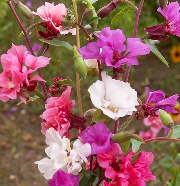 CLARKIA SEEDS 2000+ annual WILDFLOWER garden BRIGHT mixed COLORS cutflower