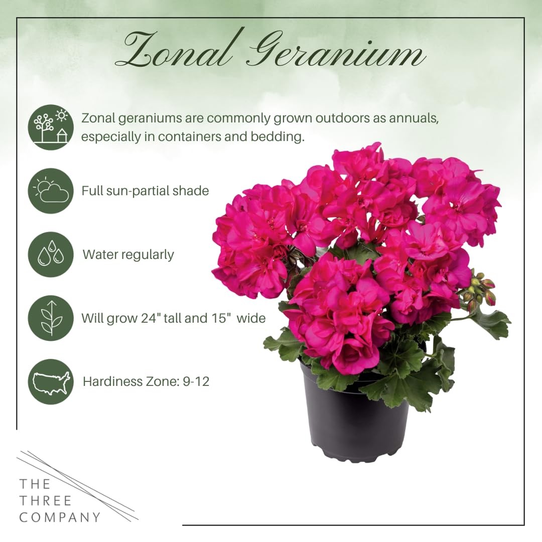 Live Pink Zonal Geranium Plants 3 Per Pack Spring Summer Blooming Flowers
