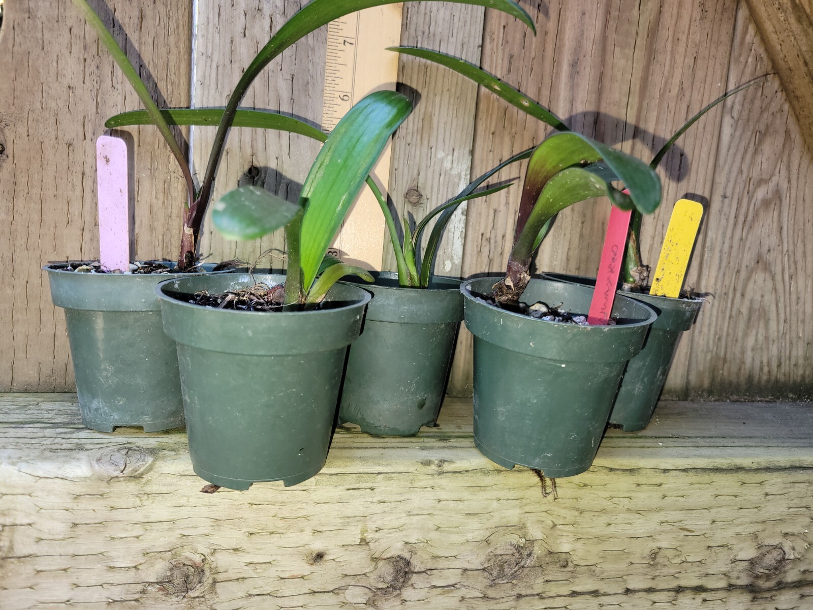 5 types of Clivia 3 leaf seedlings yellow,nygome,peach,nakamura,multipetal oran