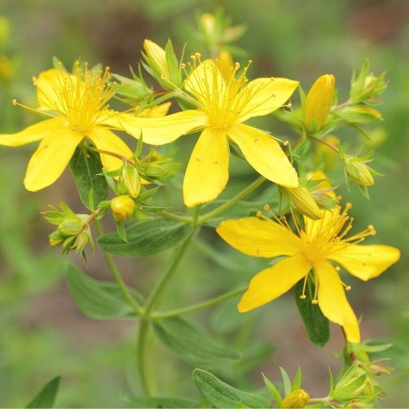 St. John’s Wort Seeds 500+ Herb Ground Cover Culinary Medicinal USA FREE S&H