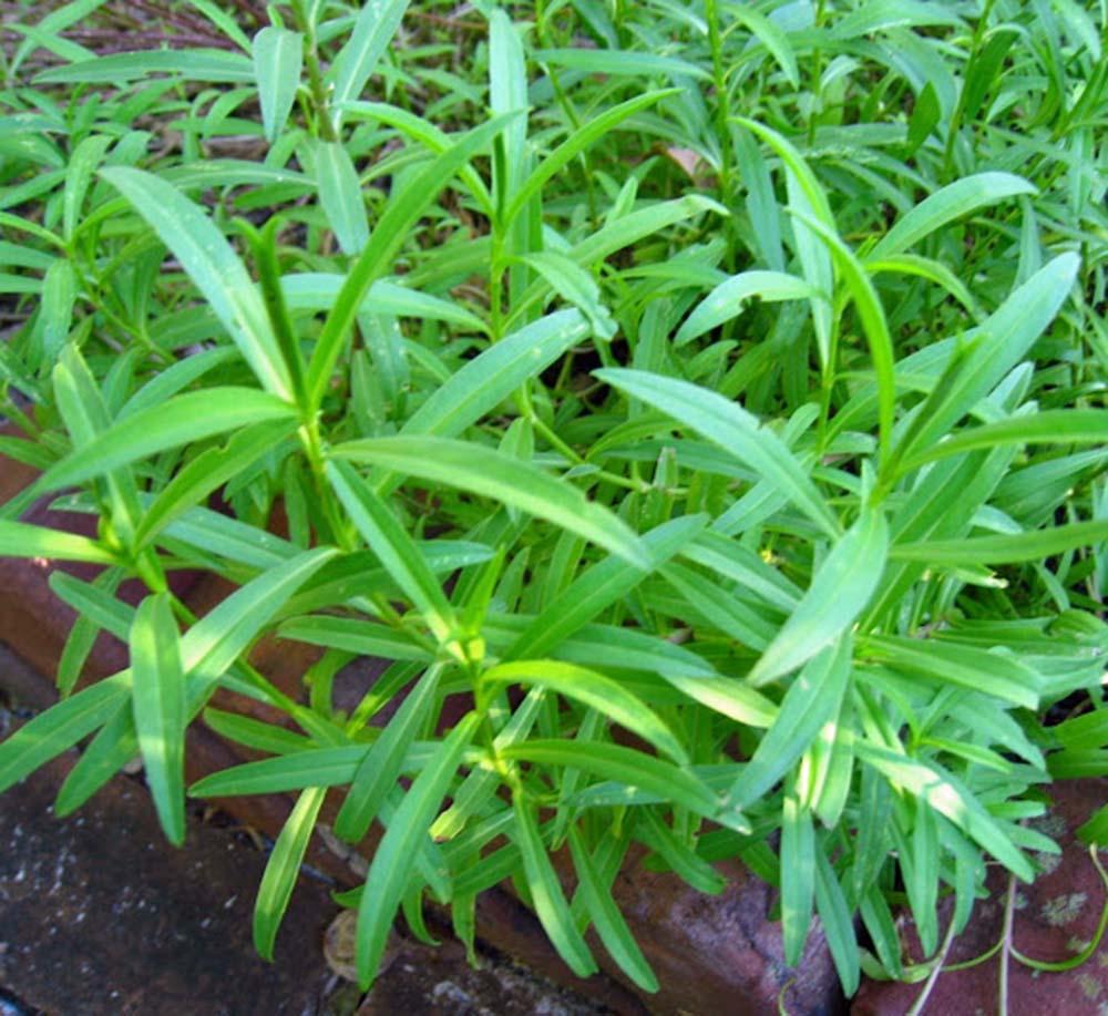 TARRAGON SEED, HERB SEED, HEIRLOOM, 500 SEEDS, NON GMO, SPICE, TARAGON