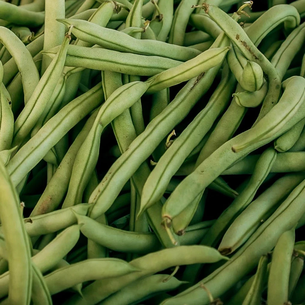 Kentucky Dreamer Bush Green Bean Seeds, Snap Bean, NON-GMO, Heirloom, FREE SHIP