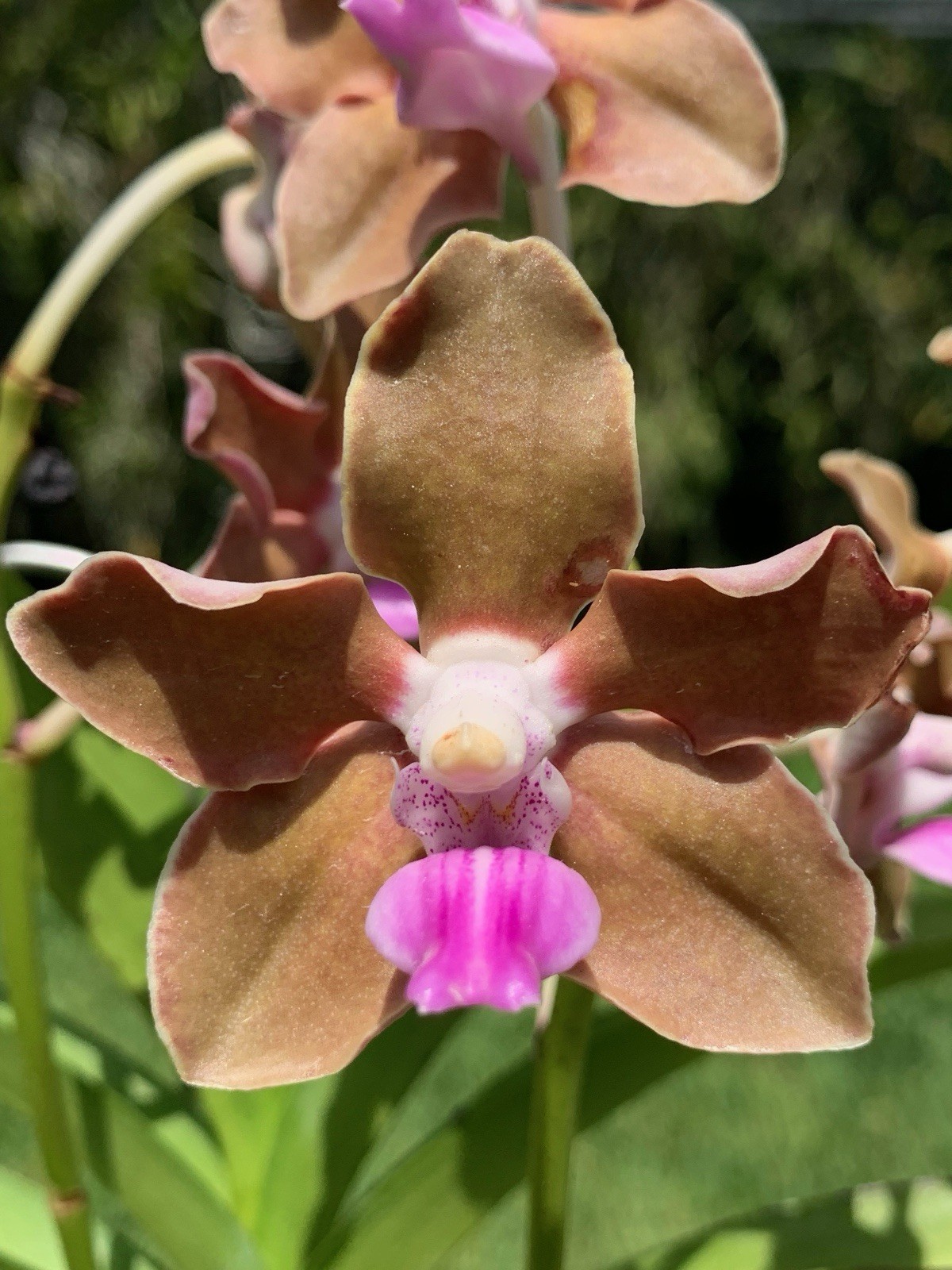 Vanda tesselatta RF ORCHIDS AM/AOS fragrant species